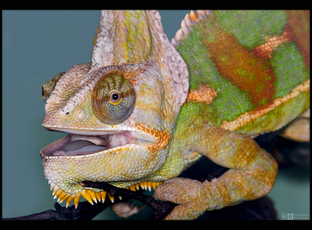 Veiled Chameleon by KeldBach