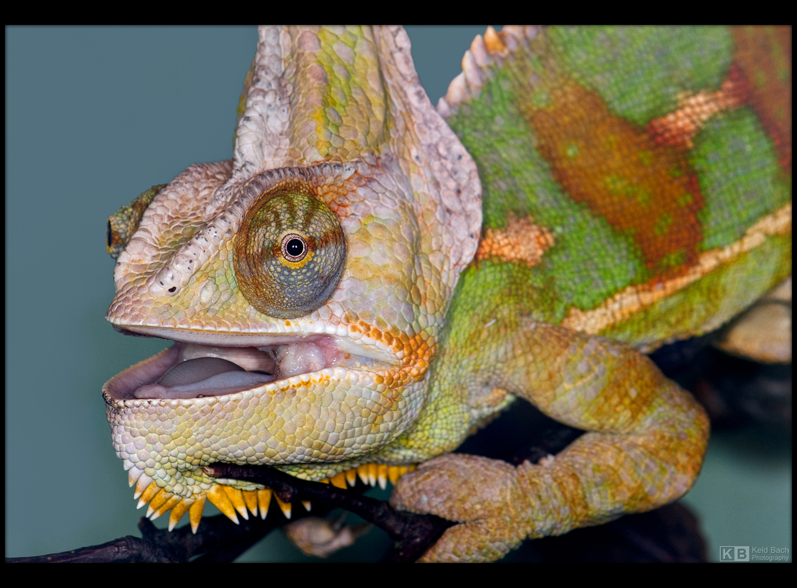 Veiled Chameleon by KeldBach