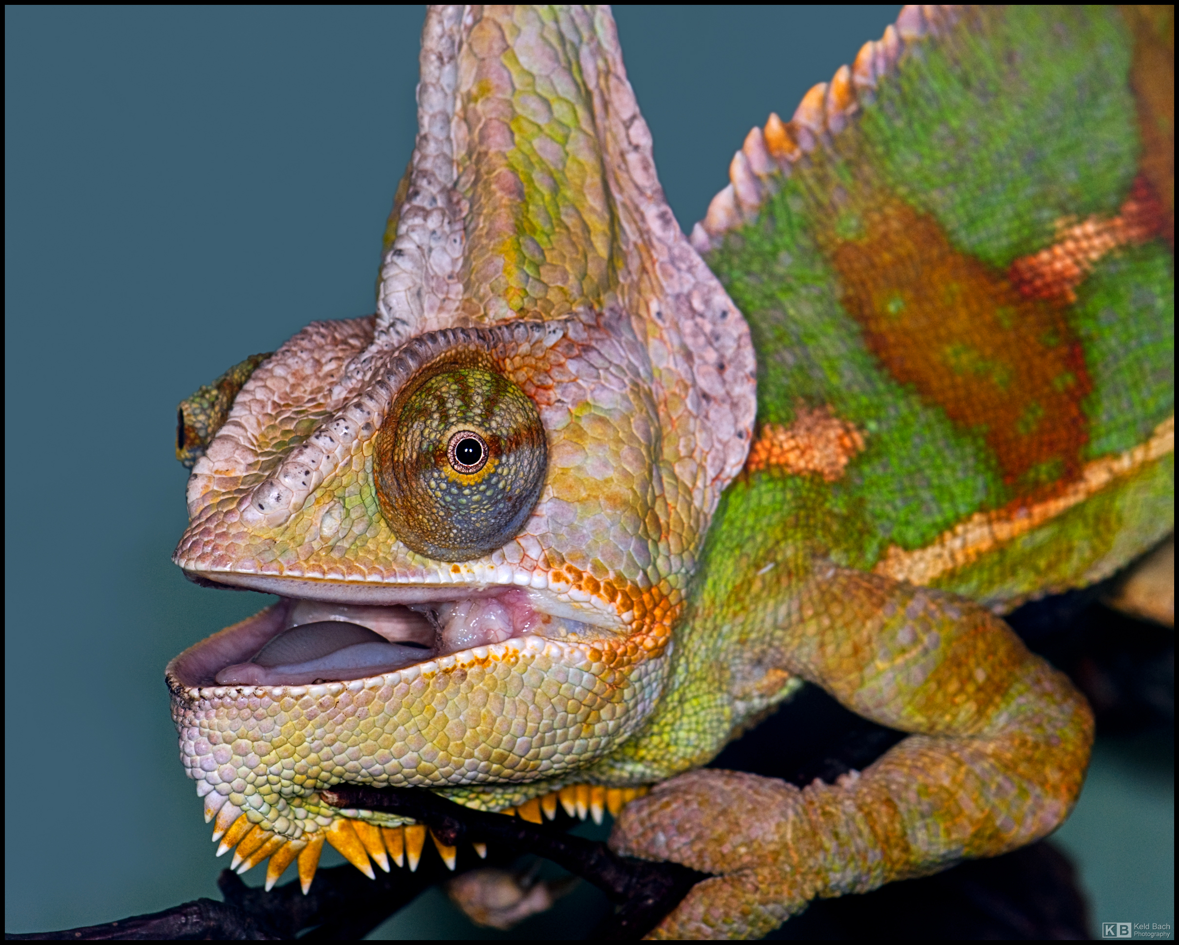 Veiled Chameleon