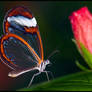 Glasswing on Hibiscus