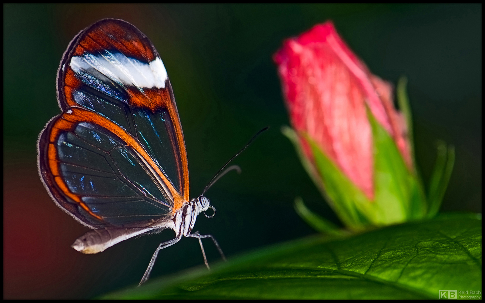 Glassing on Hibiscus