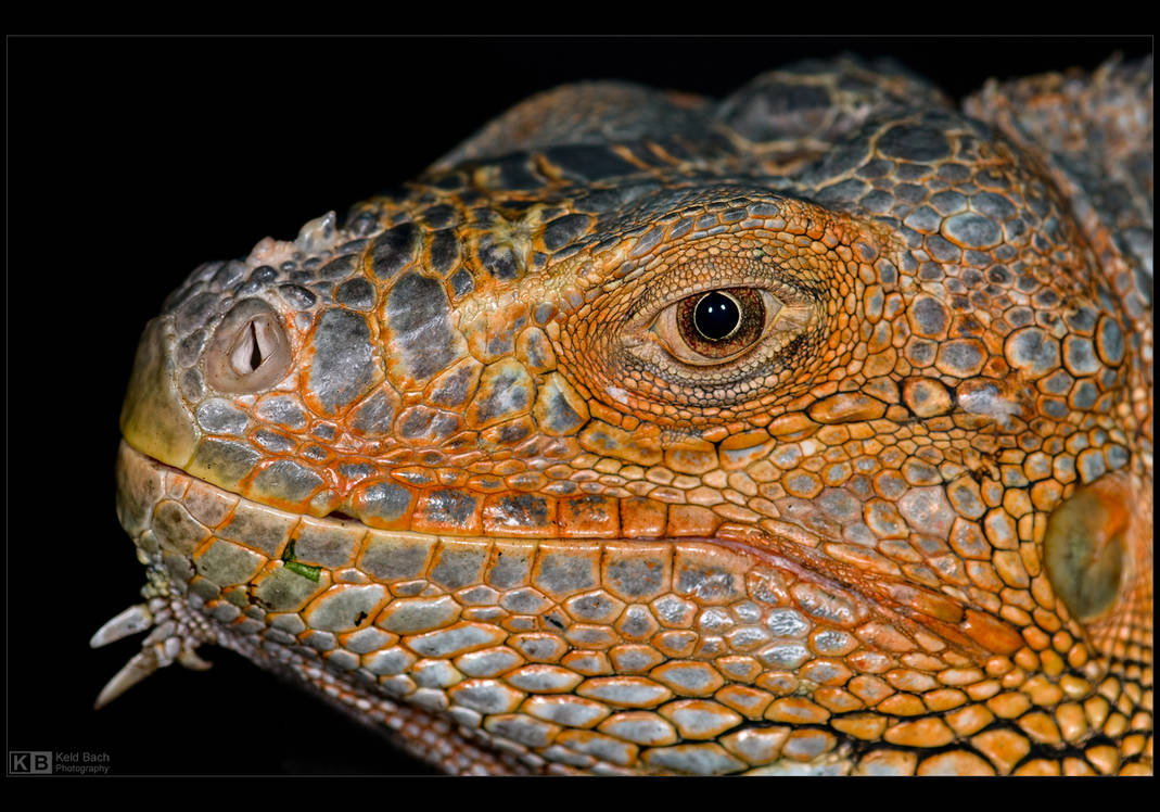 Iguana Profile by KeldBach