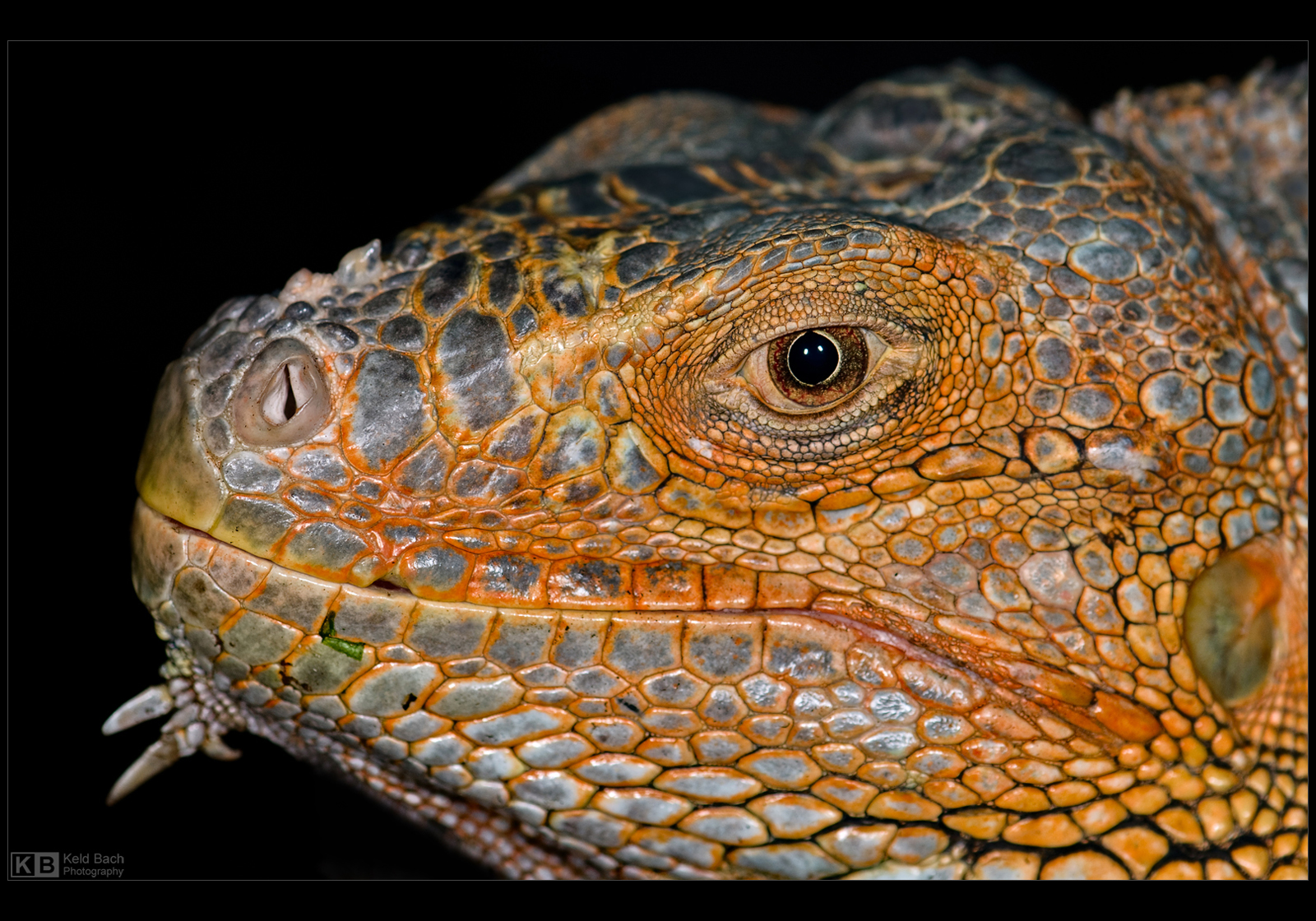 Iguana Profile by KeldBach