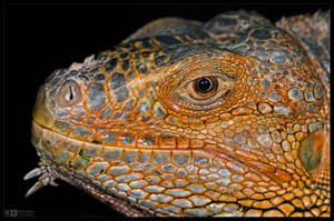 Iguana Profile by KeldBach