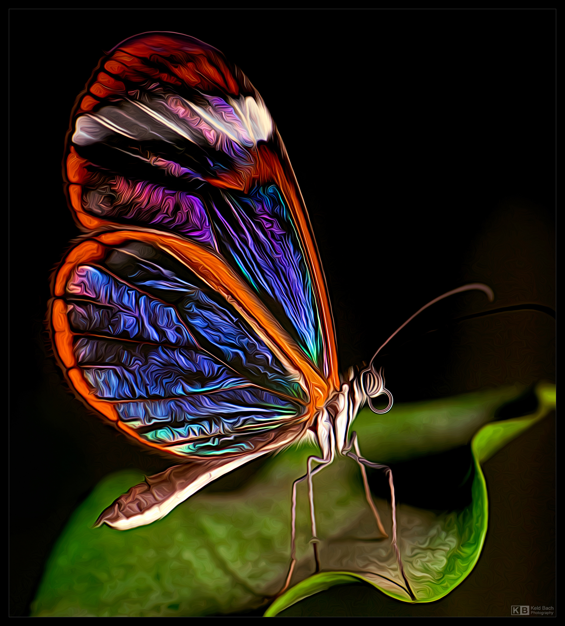 Painterly Glasswing