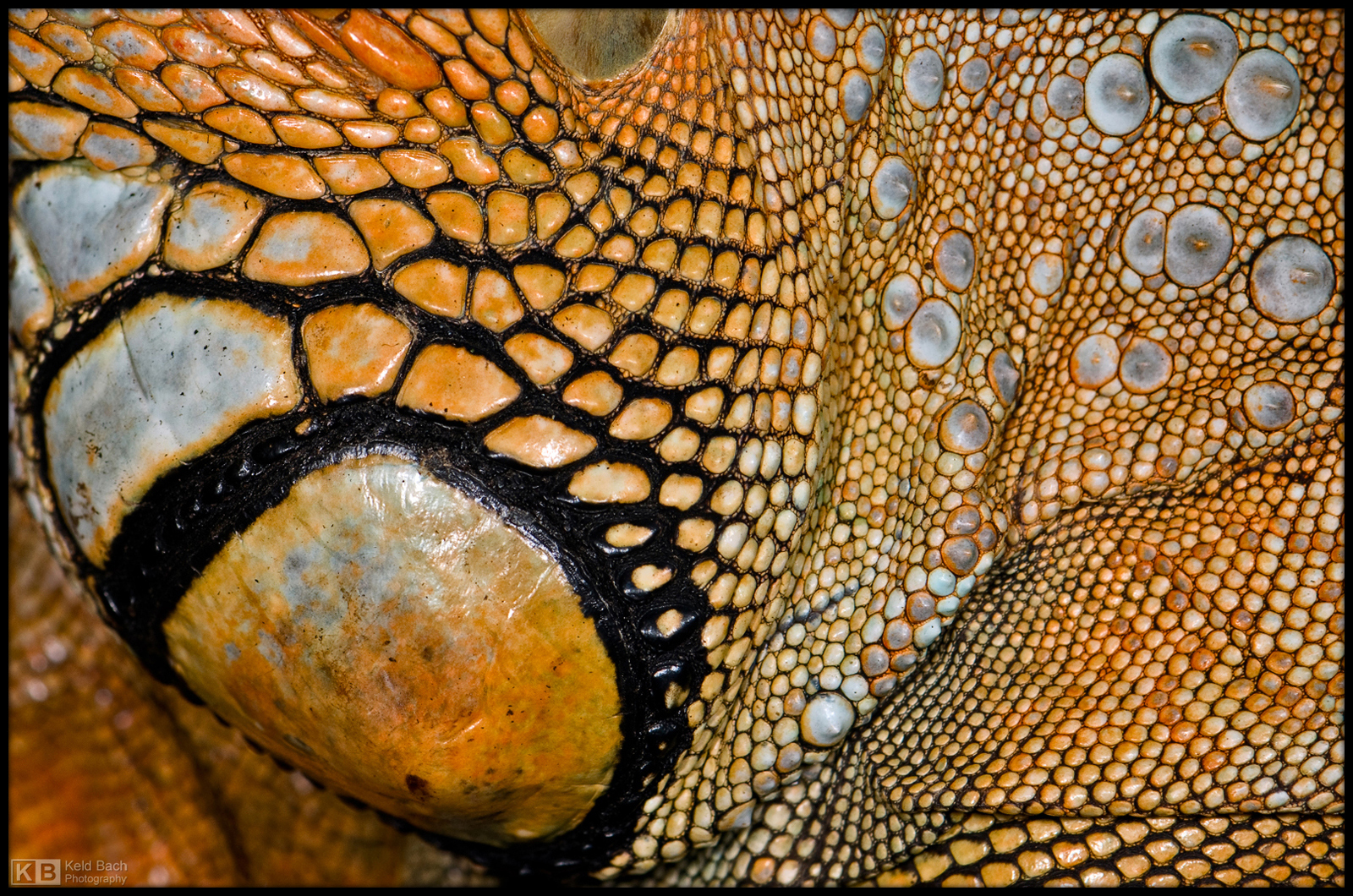Iguana Texture