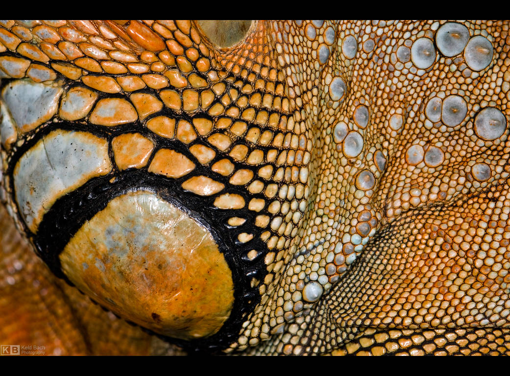 Iguana Texture by KeldBach