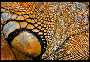 Iguana Texture by KeldBach