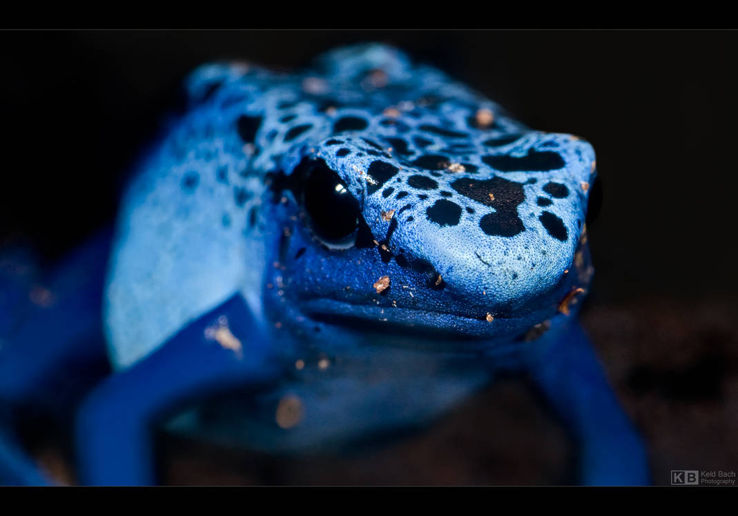 Serious by KeldBach