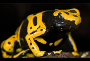 Alert by KeldBach