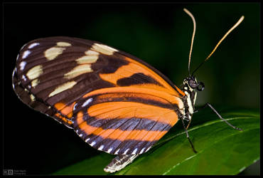 Tiger Longwing Butterfly