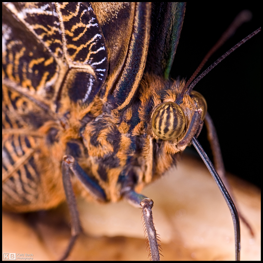 Owl Butterfly Macro