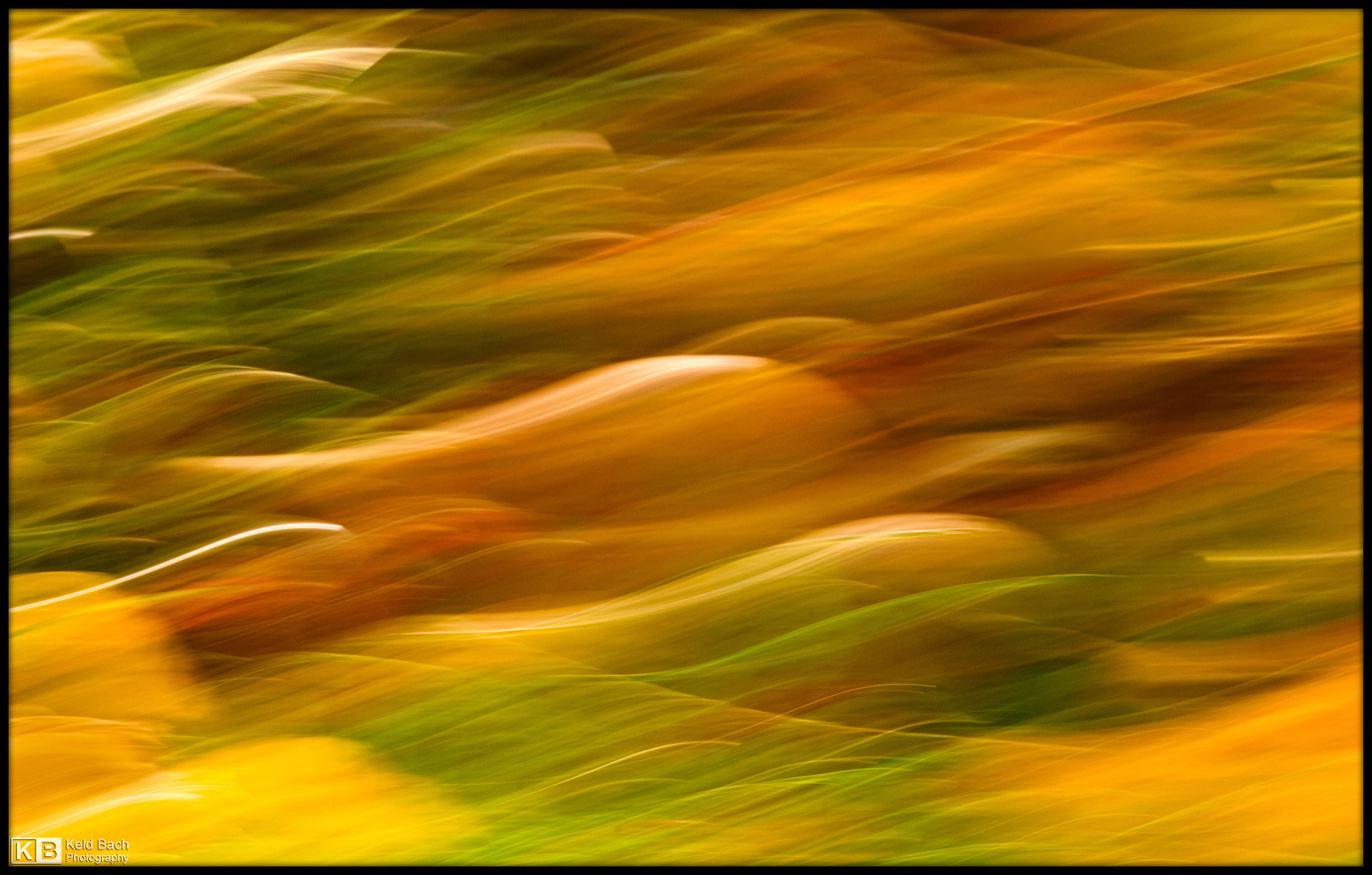 Autumnal Abstraction