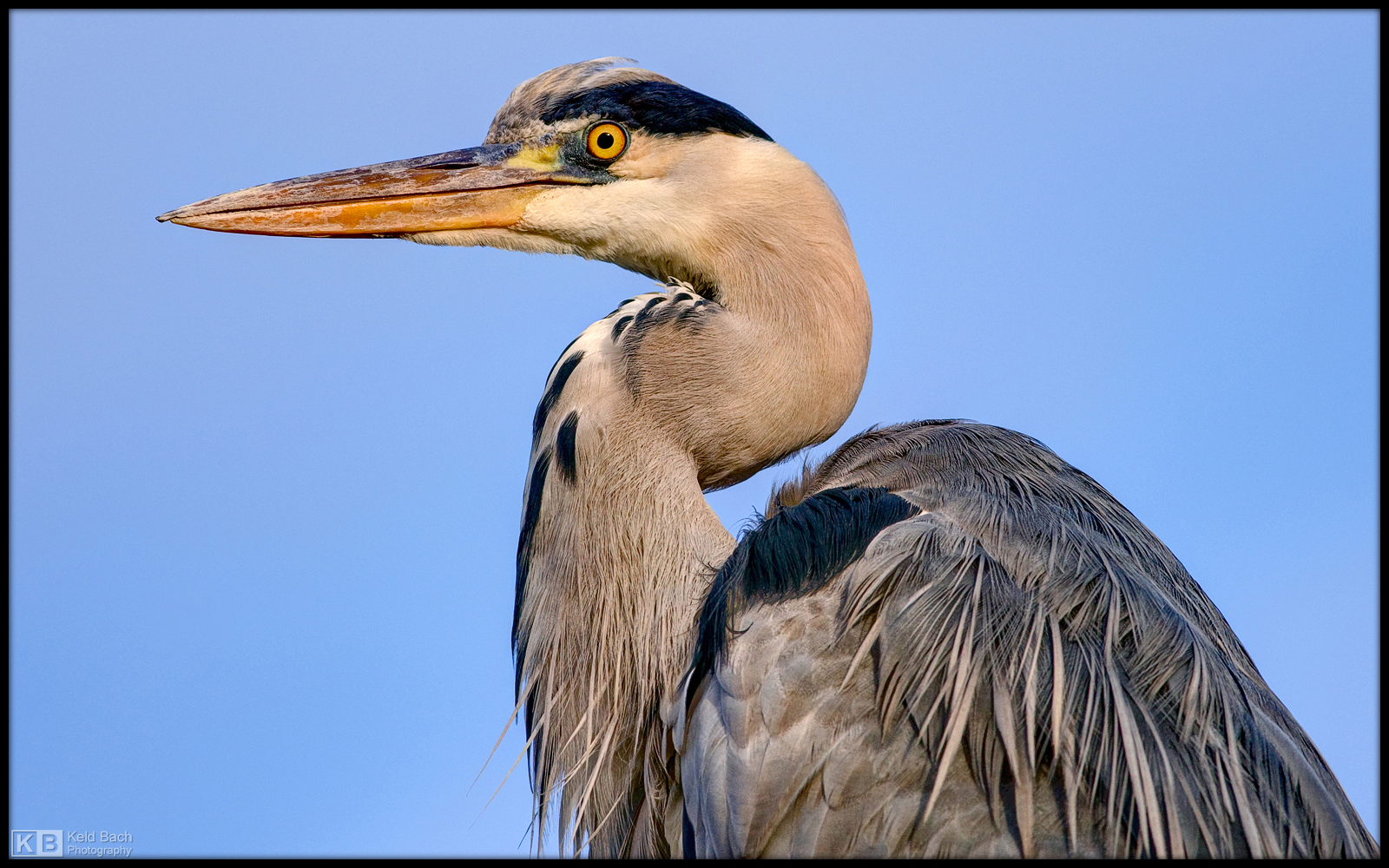 Heron Profile