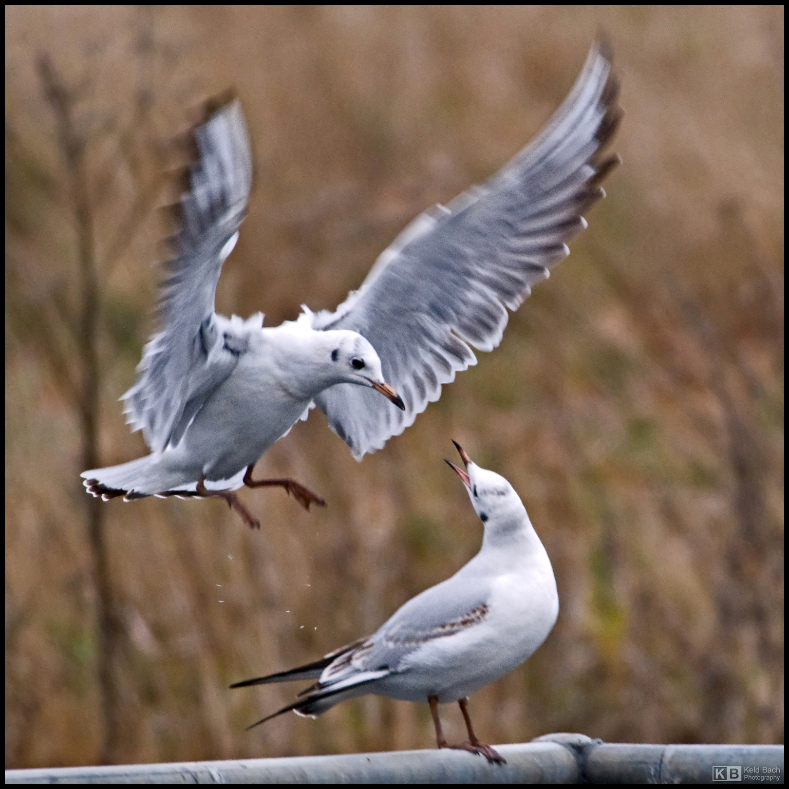 Attacking Gull