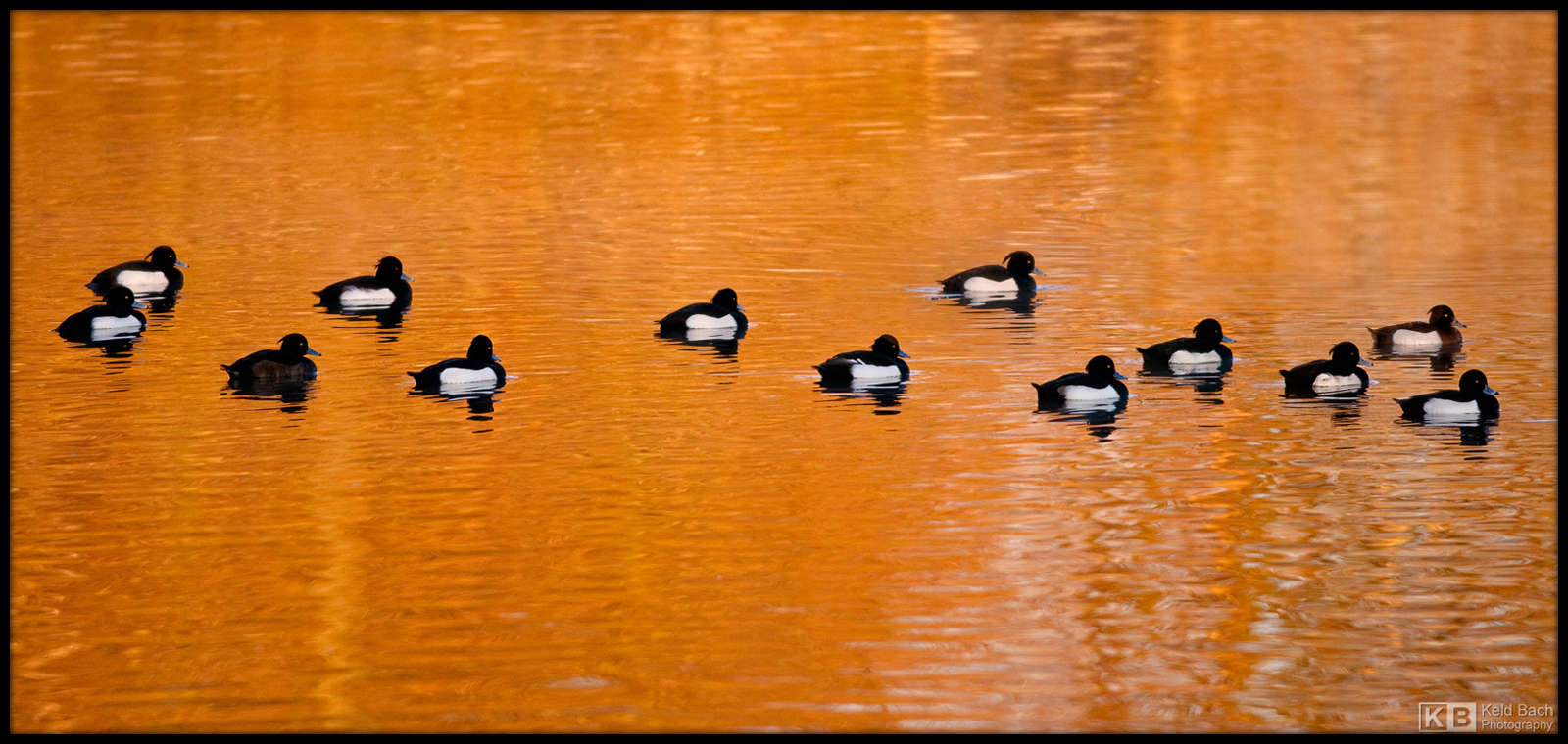 Tufted Ducks Winter Mood