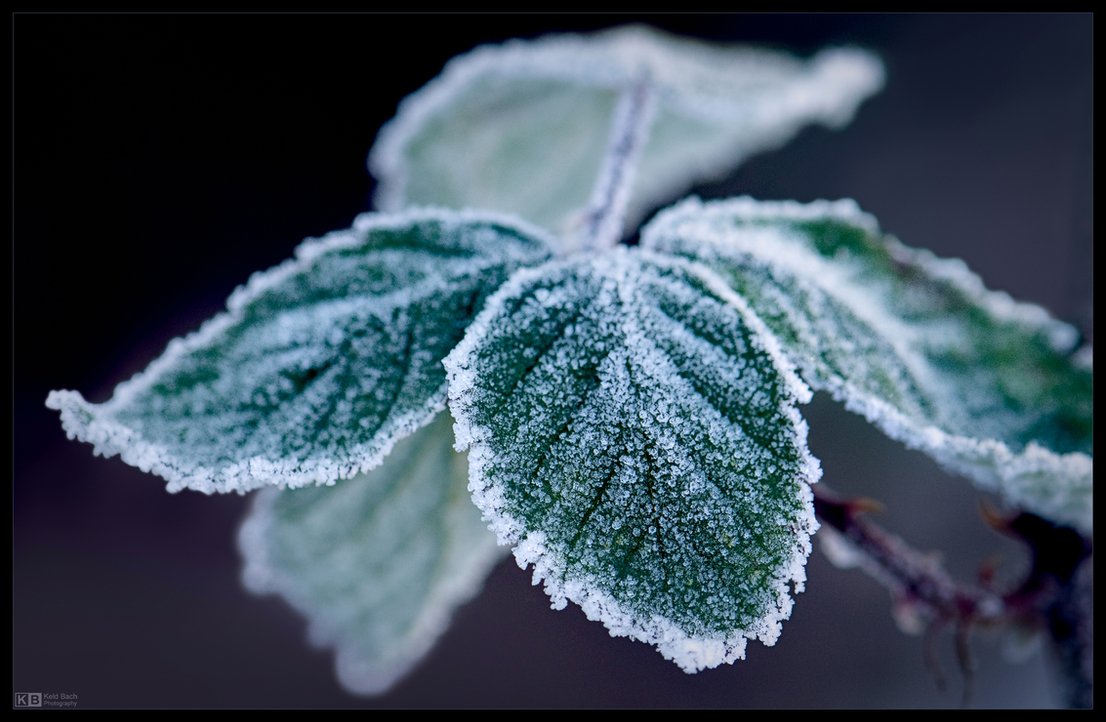 Frosty Bramble Leaves