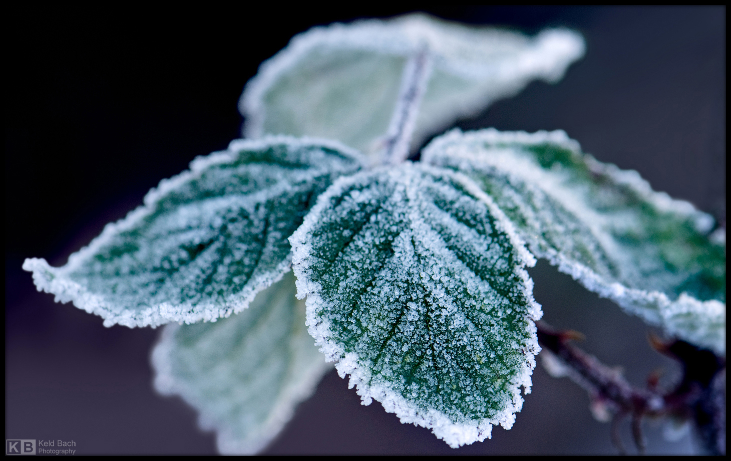 Frosty Bramble Leaves