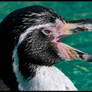 Humboldt's Penguin Up Close