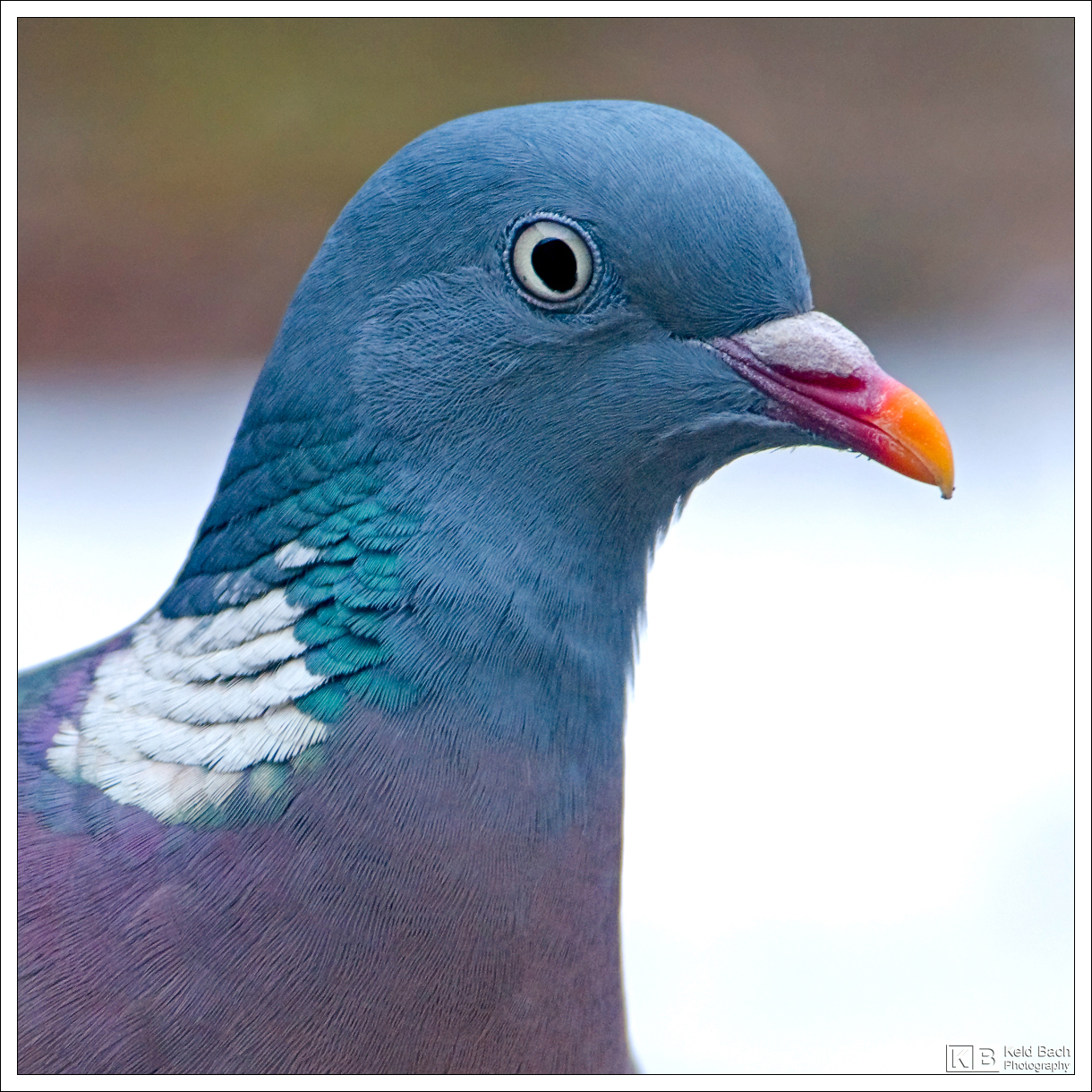 Pigeon Portrait