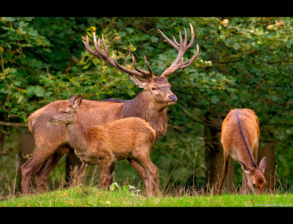 Tending to His Flock by KeldBach