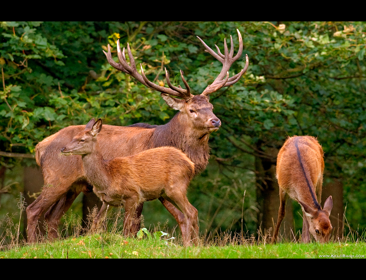 Tending to His Flock by KeldBach