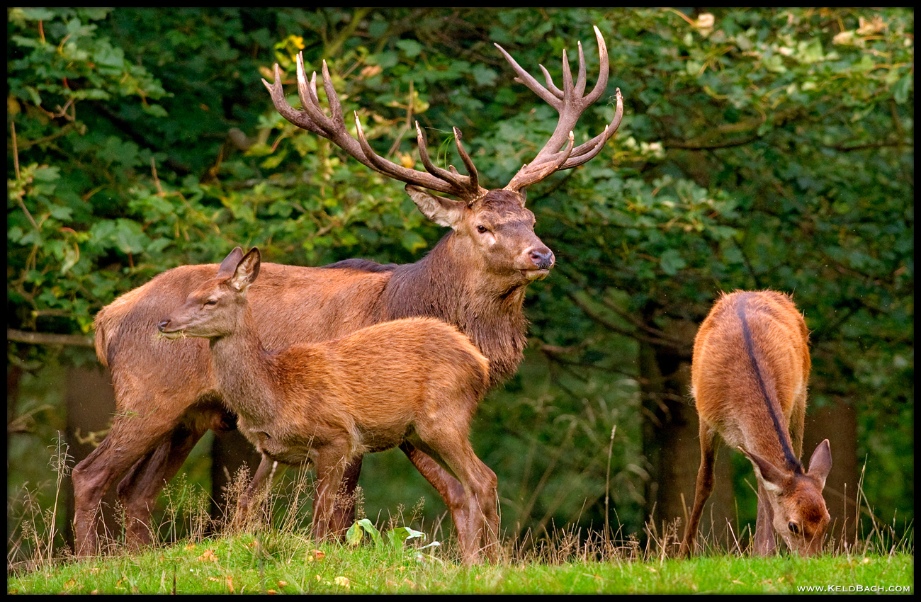 Tending to His Flock