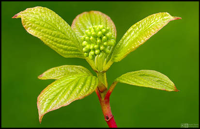 Budding Sibirica