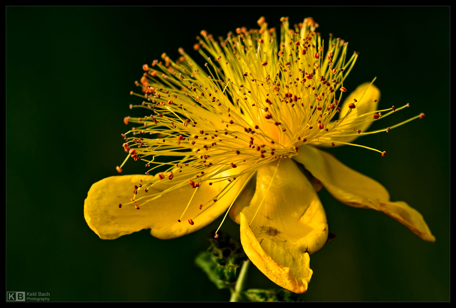 Yellow Hypericum