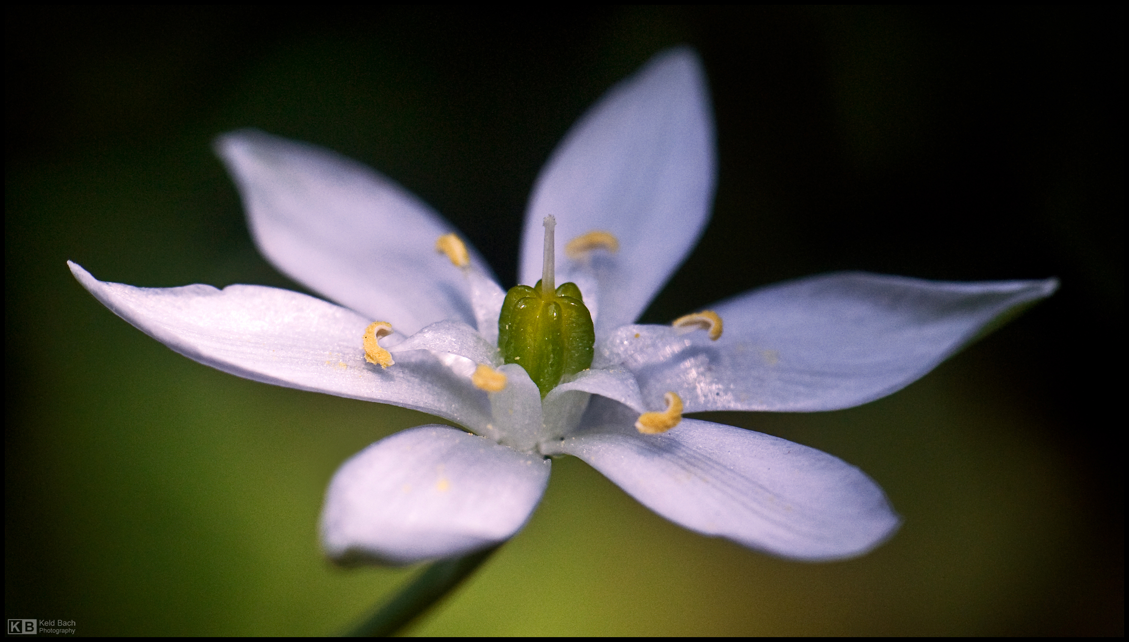 Grass Lily Portrait