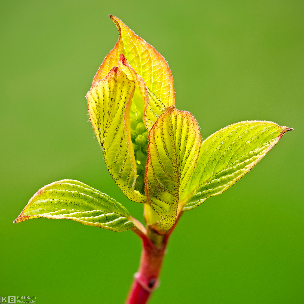 Sibirica Bud