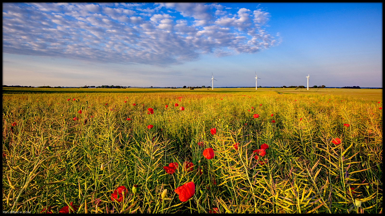 Poppy Field