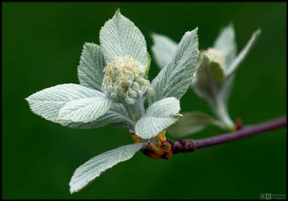 Sprouting Whitebeam