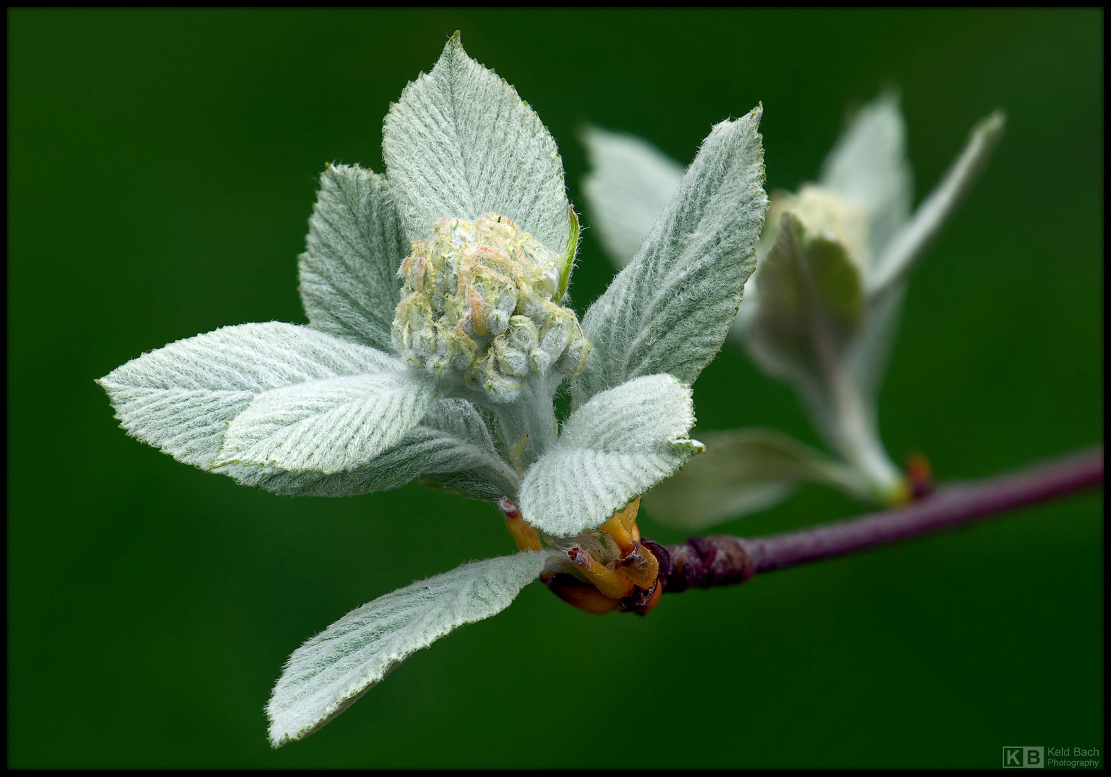 Sprouting Leaves