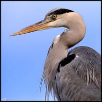 Heron Portrait by KeldBach