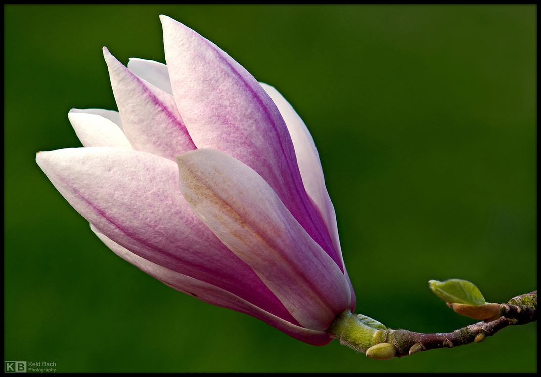 Magnolia