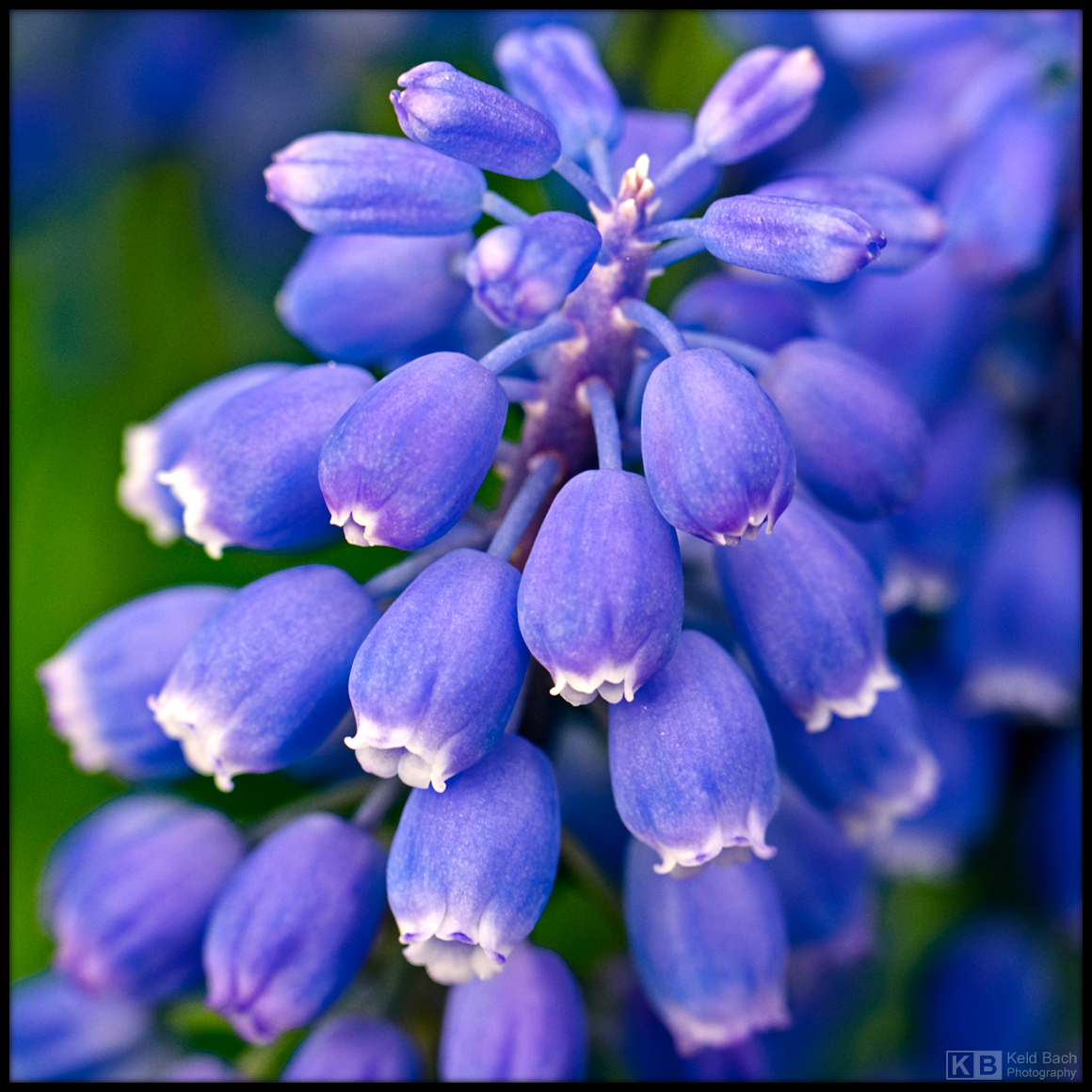 Grape Hyacinth