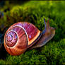 Adventurous Grove Snail