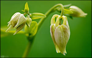 Baby Columbines by KeldBach