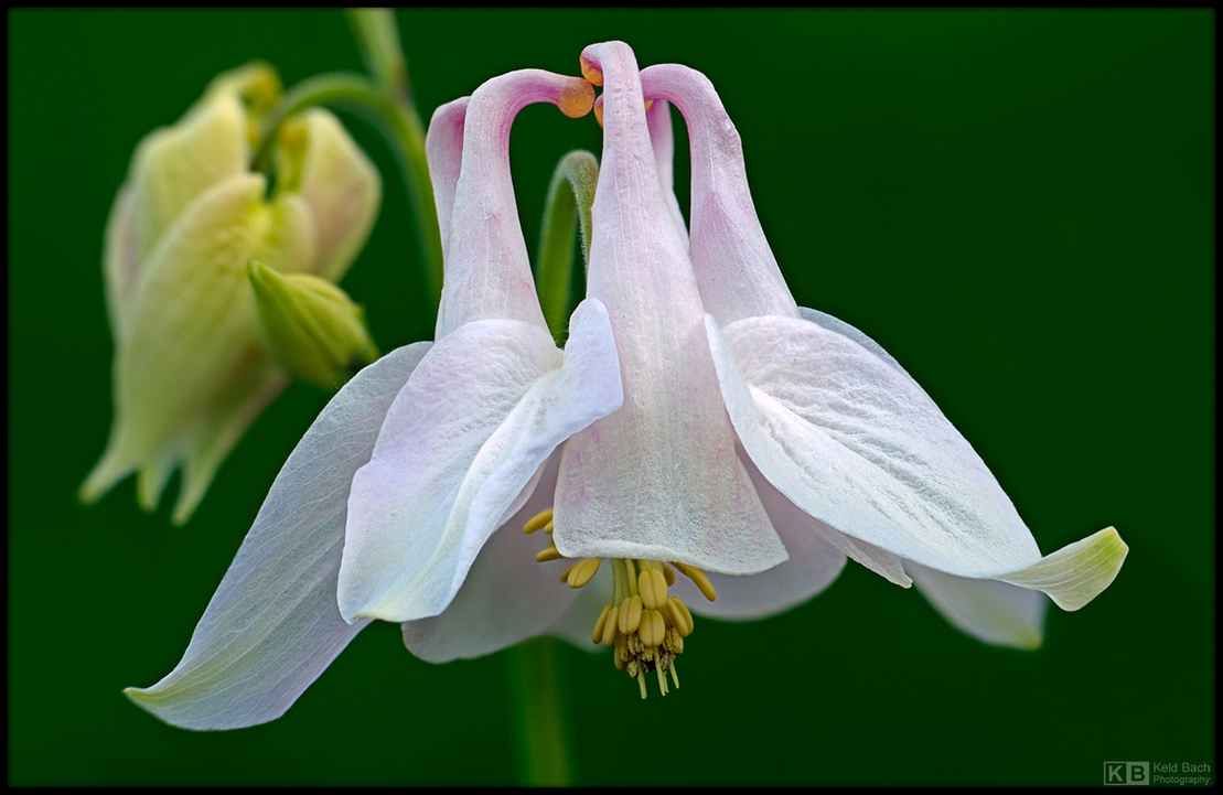 A Whiter Shade of Pale