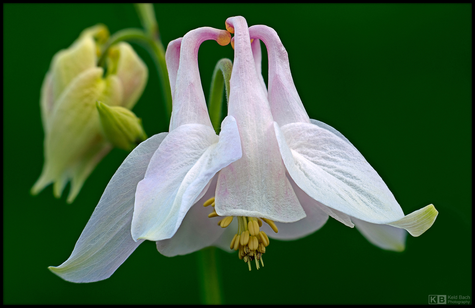 A Whiter Shade of Pale