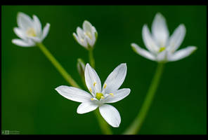 Little Stars by KeldBach