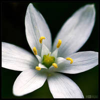 Star of Bethlehem by KeldBach