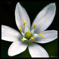 Star of Bethlehem by KeldBach
