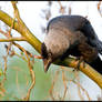 Hungry Crow