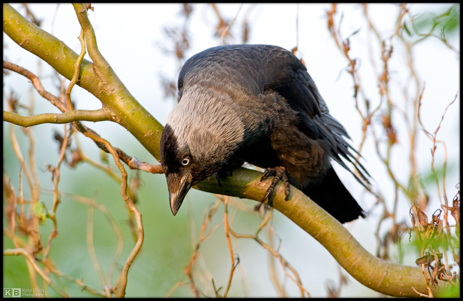 Hungry Crow