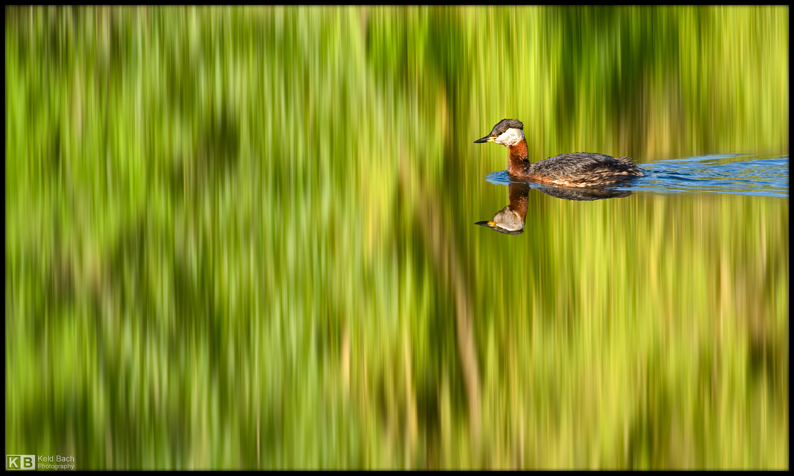 Grebe Reflection
