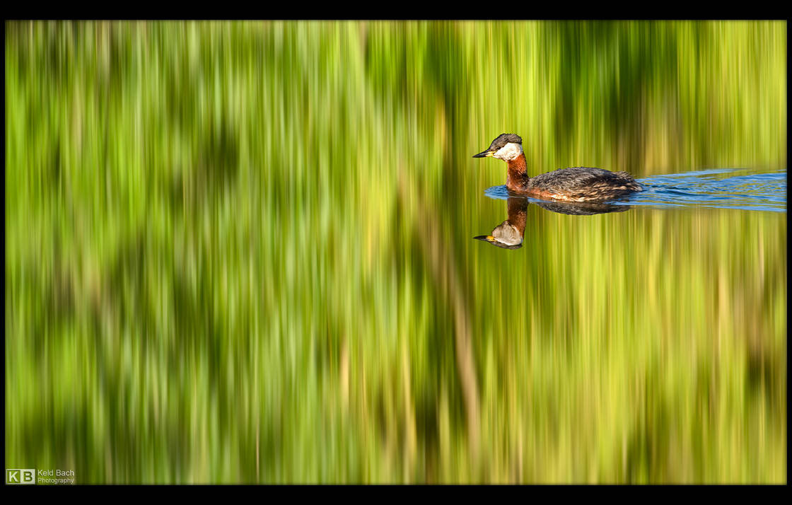 Grebe Reflection by KeldBach