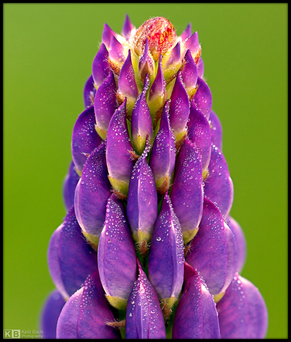 Lupin Dew