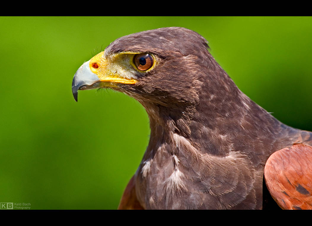 Harris' Hawk Profile by KeldBach